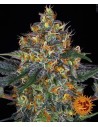 BARNEY'S FARM - Moby Dick Auto - 1