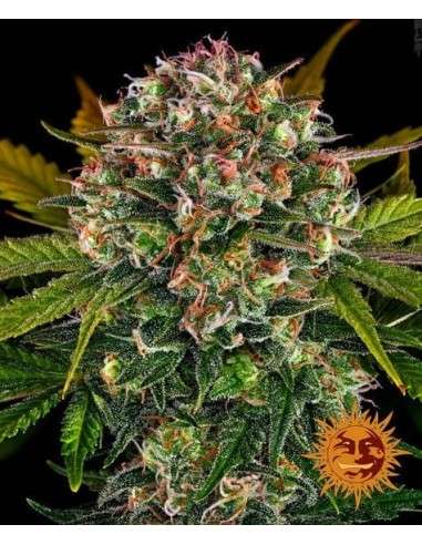 BARNEY'S FARM - Auto Strawberry Cheesecake - 1