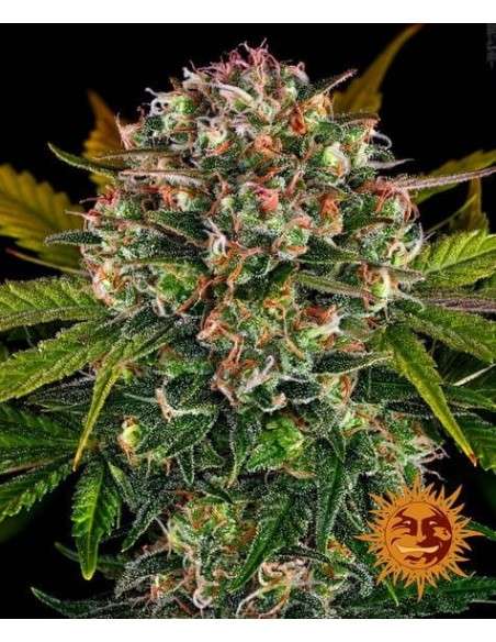BARNEY'S FARM - Auto Strawberry Cheesecake - 1
