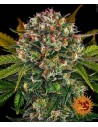 BARNEY'S FARM - Auto Strawberry Cheesecake - 1