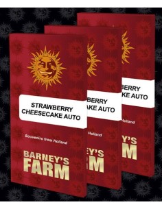 BARNEY'S FARM - Auto Strawberry Cheesecake - 1 2