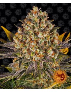 BARNEY'S FARM - Banana Punch - 1