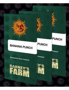 BARNEY'S FARM - Banana Punch - 1 2