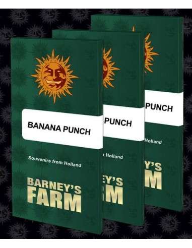 BARNEY'S FARM - Banana Punch - 2