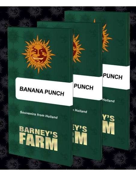 BARNEY'S FARM - Banana Punch - 2