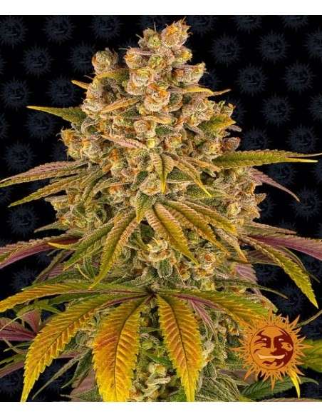 BARNEY'S FARM - Lemon Tree - 1
