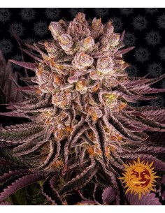 BARNEY'S FARM - Mimosa x Orange Punch - 1