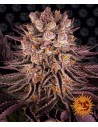 BARNEY'S FARM - Mimosa x Orange Punch - 1