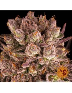 BARNEY'S FARM - Mimosa x Orange Punch - 1 2
