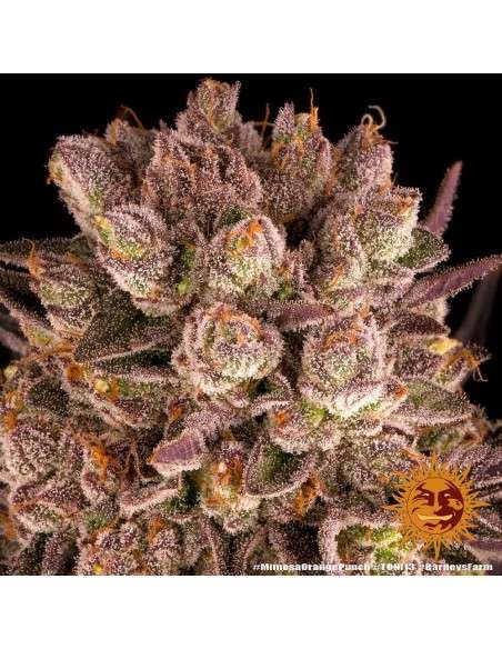 BARNEY'S FARM - Mimosa x Orange Punch - 2