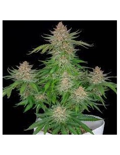 FastBuds - Strawberry Pie Auto - 1