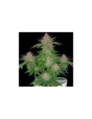 FastBuds - Strawberry Pie Auto - 1