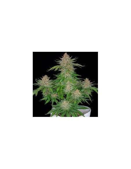 FastBuds - Strawberry Pie Auto - 1