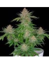 FastBuds - Strawberry Pie Auto - 1