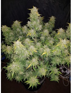 FastBuds - Amnesia Haze Auto - 1