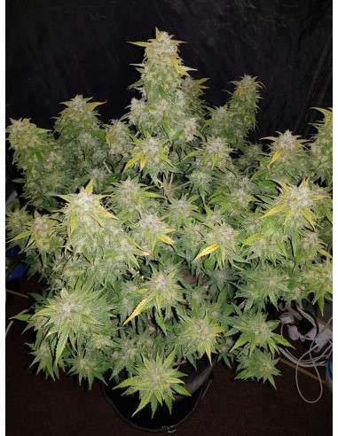 FastBuds - Amnesia Haze Auto - 1