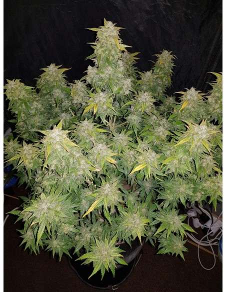 FastBuds - Amnesia Haze Auto - 1