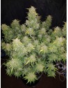 FastBuds - Amnesia Haze Auto - 1