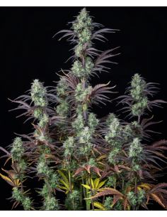 FastBuds - Mimosa Cake Auto - 1