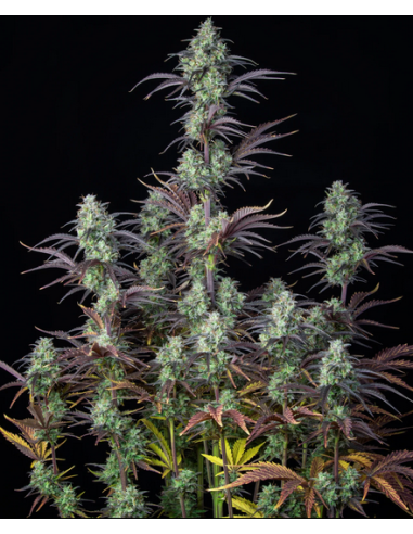 FastBuds - Mimosa Cake Auto - 1