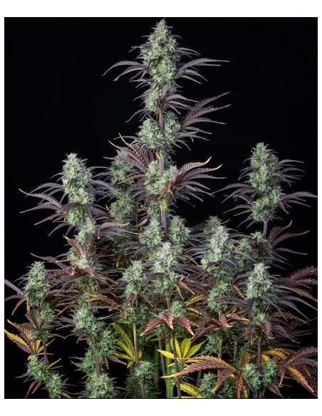 FastBuds - Mimosa Cake Auto - 1