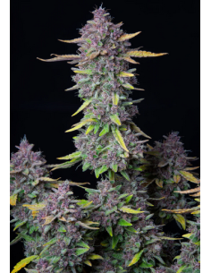 FastBuds - Purple Punch Auto - 1