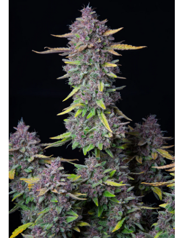 FastBuds - Purple Punch Auto - 1