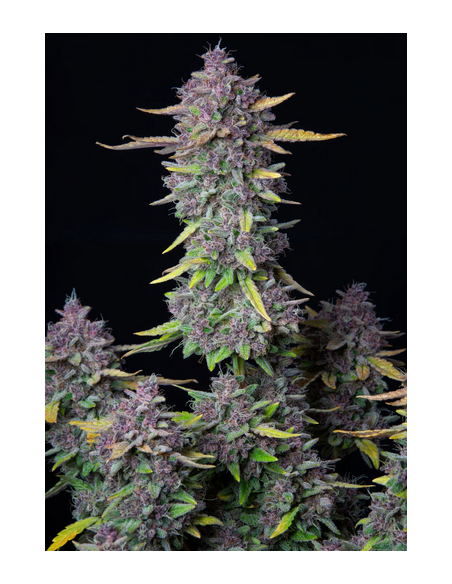 FastBuds - Purple Punch Auto - 1