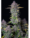 FastBuds - Purple Punch Auto - 1