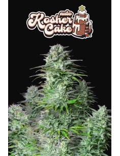 FastBuds - Kosher Cake Auto - 1