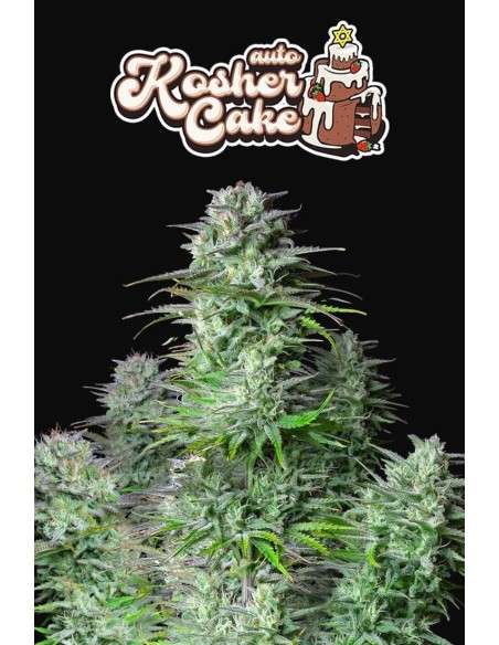 FastBuds - Kosher Cake Auto - 1