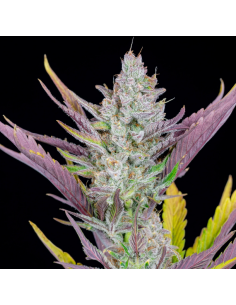 FastBuds- Wedding Glue Auto - 1