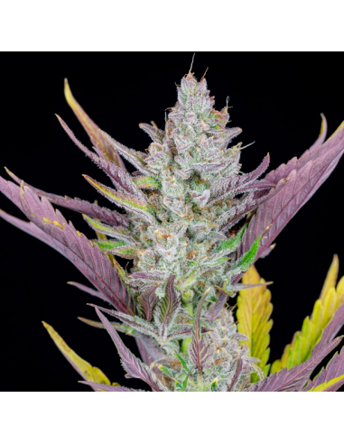 FastBuds- Wedding Glue Auto - 1