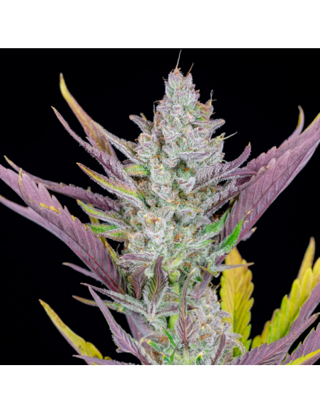 FastBuds- Wedding Glue Auto - 1