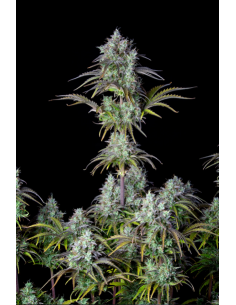 FastBuds - Big Bud Auto - 1
