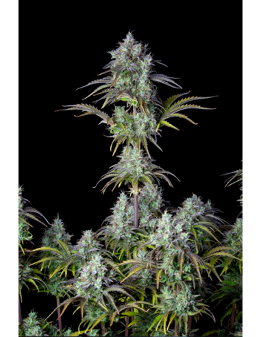FastBuds - Big Bud Auto - 1