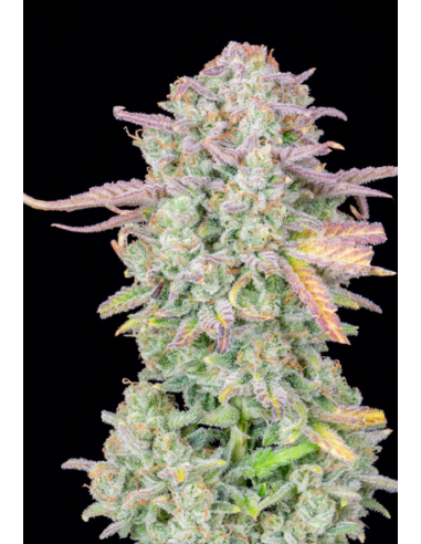 FastBuds - Trainwreck Auto - 1