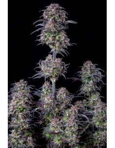FastBuds - Blueberry Auto - 1