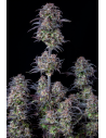 FastBuds - Blueberry Auto - 1