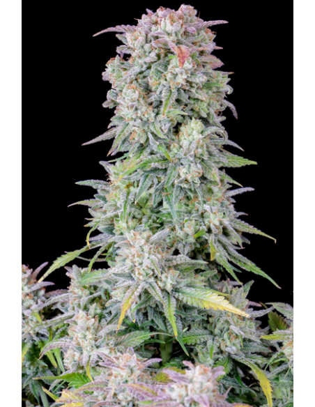FastBuds - Afghan Kush Auto - 1