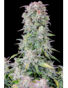 FastBuds - Afghan Kush Auto - 1