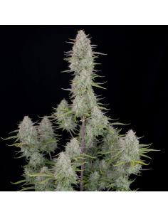 FastBuds - Wedding Cheesecake Auto - 1