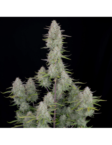 FastBuds - Wedding Cheesecake Auto - 1