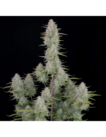 FastBuds - Wedding Cheesecake Auto - 1