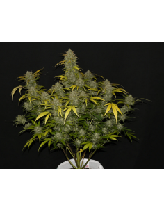 FastBuds - Gelato Auto - 1