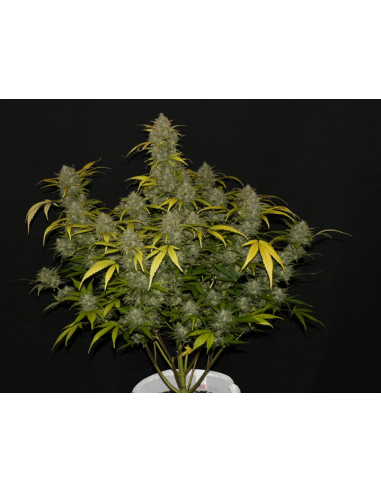 FastBuds - Gelato Auto - 1
