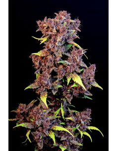 FastBuds - Purple Lemonade Auto - 1