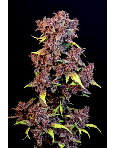 FastBuds - Purple Lemonade Auto - 1