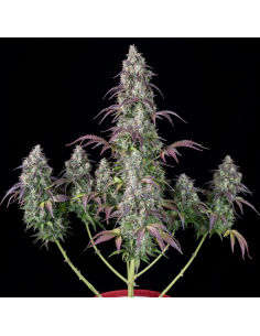 FastBuds - Lemon Pie Auto - 1