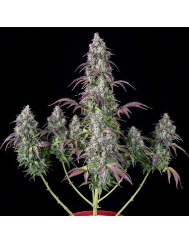 FastBuds - Lemon Pie Auto - 1